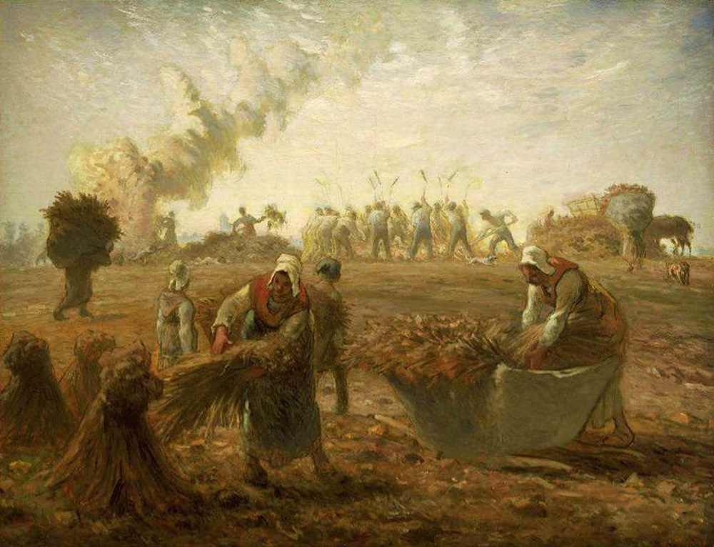 buckwheat harvest summer